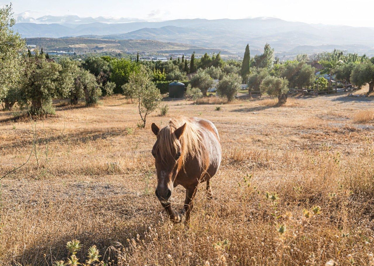 The neighbouring pasture, home to a very relaxed horse