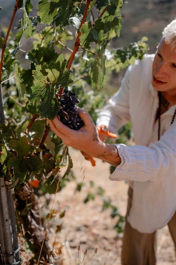Harvesting grapes at Arraigo del Amor