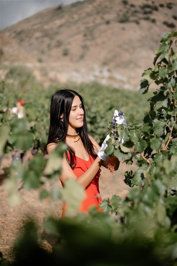 Harvesting and pressing the grapes at Arraigo del Amor