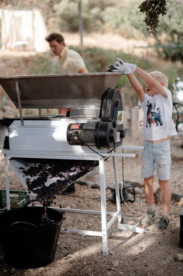 Harvesting and pressing the grapes at Arraigo del Amor
