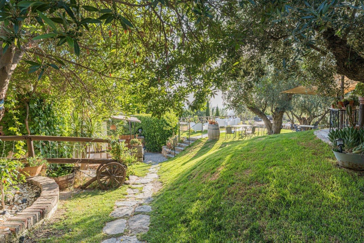 The garden path through the olive trees